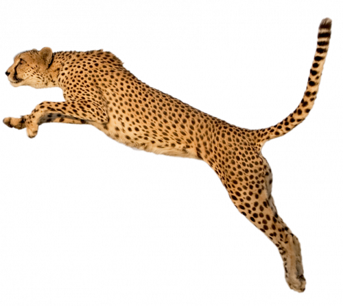 cheetah running and jumping sideview